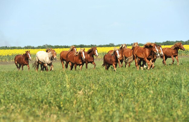 Foto koppels paarden in de wei in de lucht en de natuur