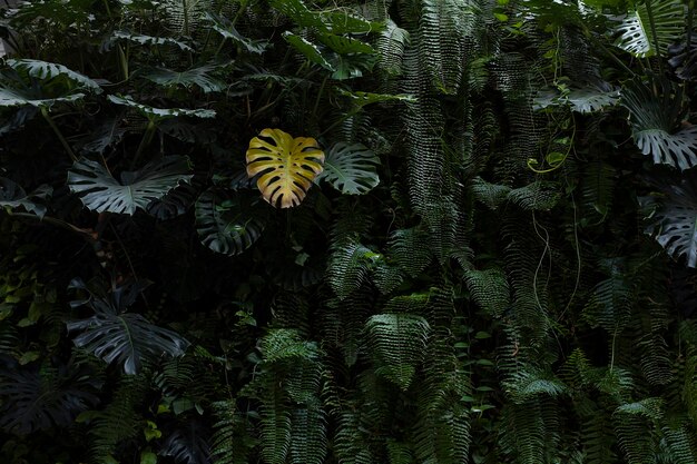 Foto foto met groene ficusbladeren en één geel in het midden. art nouveau foto voor een tijdschriftomslag.