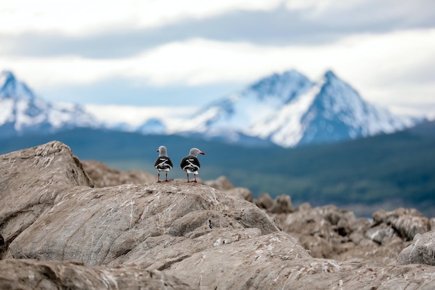 Foto foto met ondiepe focus van twee vogels op rotsen