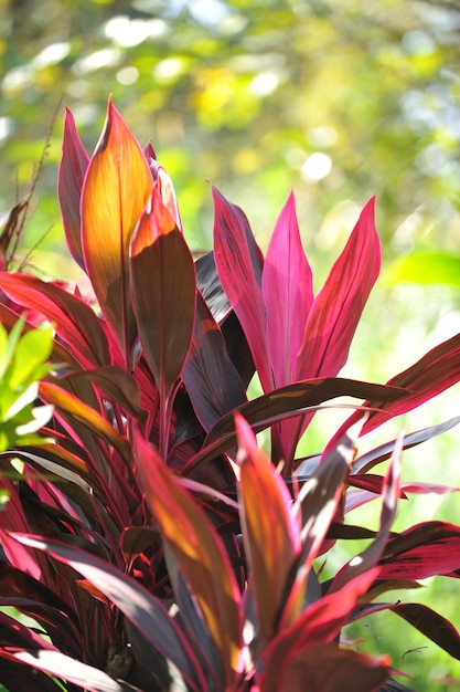 Foto mooie planten felle kleuren in de natuur