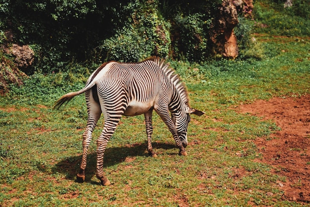 Foto overdag van een schattige zebra die op een zonnige dag gras op zijn rug eet midden in de natuur