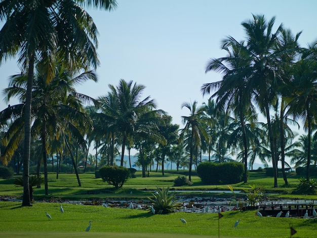 Foto prachtig landschap van palmbomen in de zee van India Goa