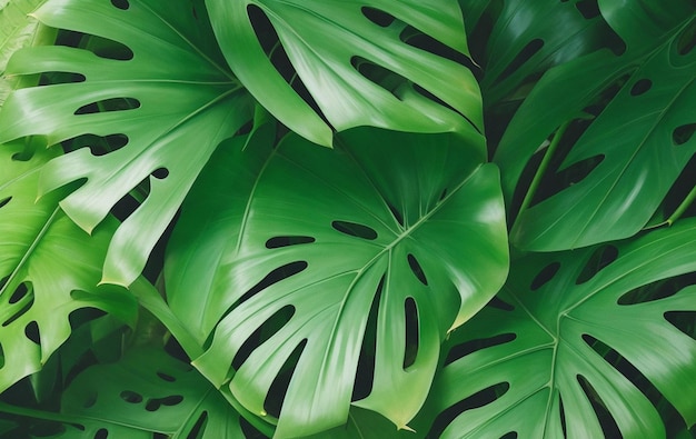 Foto realistische tropische groene bladeren monstera achtergrond