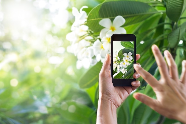 Foto&#39;s nemen witte bloem met mobiele slimme telefoon op de achtergrond van de natuur