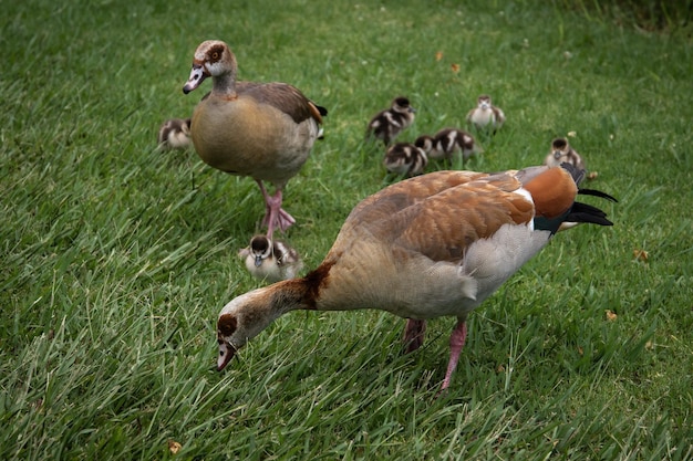 Foto foto's van baby's baby dieren vogelfotografie