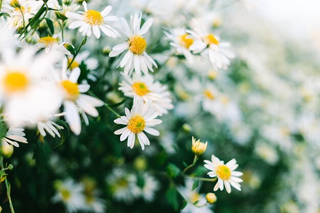 Foto's van bloemen in bloei, in de tuin, in het voorjaar