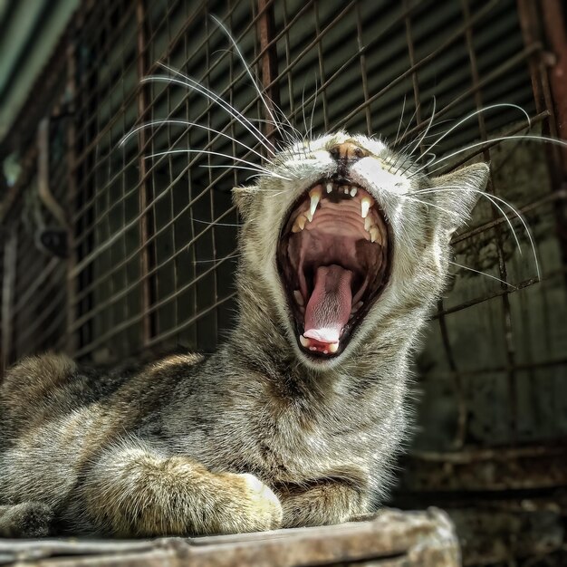 Foto's van brullende katten