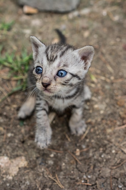 foto's van de mooie kat als huisdier in zicht