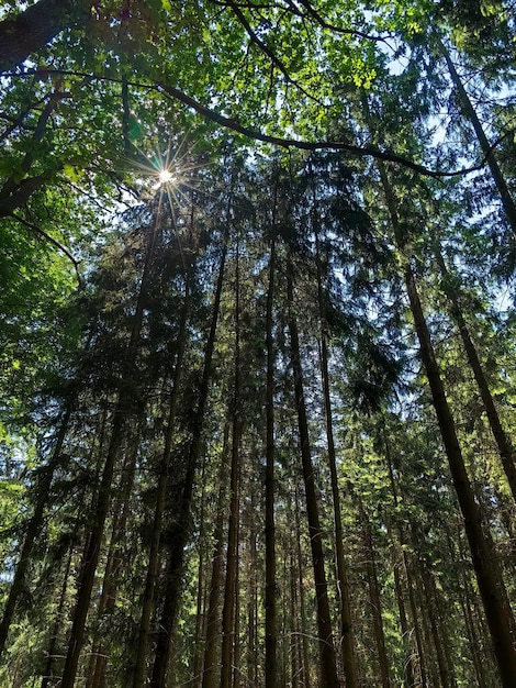 Foto's van de natuur in de omgeving van Hamburg in de zomer