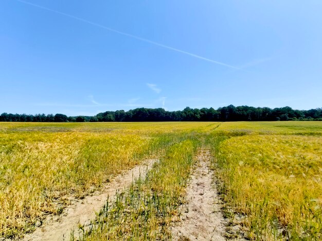 Foto's van de natuur in de omgeving van Hamburg in de zomer