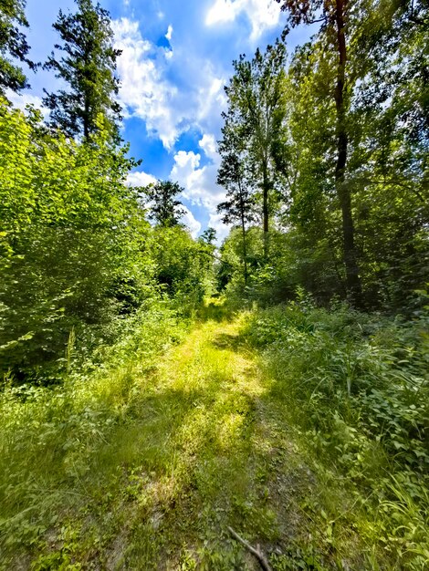 Foto's van de natuur in de omgeving van Hamburg in de zomer