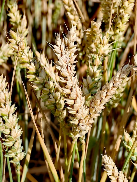 Foto foto's van de natuur in de omgeving van hamburg