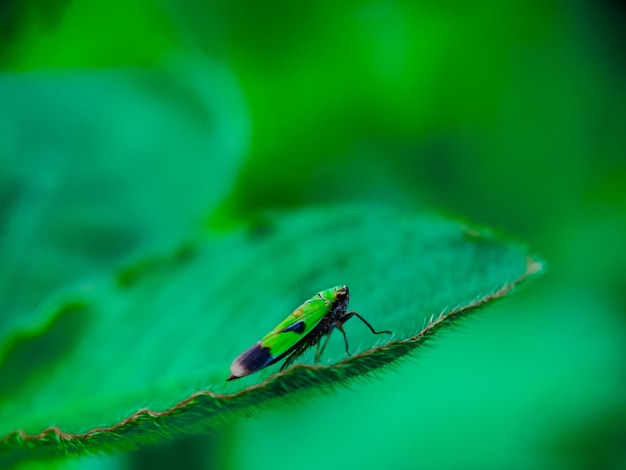 foto's van insecten