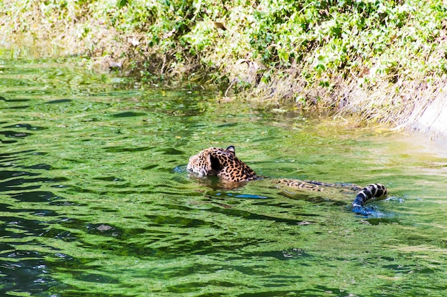 Foto's van luipaarden die in het water drijven.