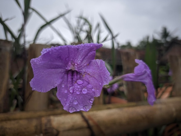 Foto's van prachtige bloemen Fotografen van natuurlijke taferelen Sierplanten