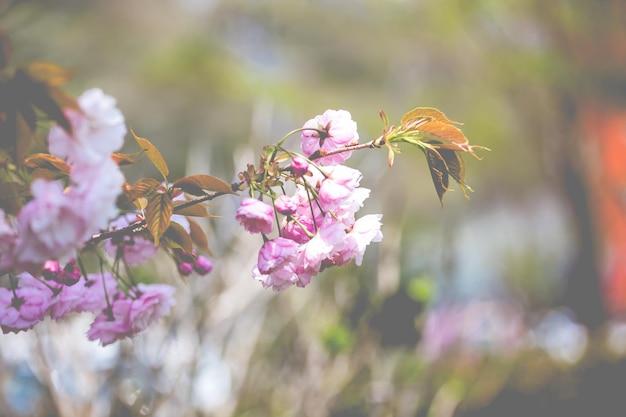 Foto's van Sakura die door de wind beweegt