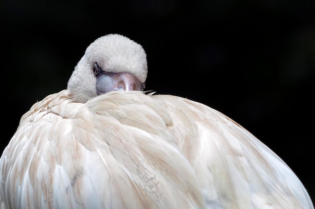 foto's van slapende flamingovogel