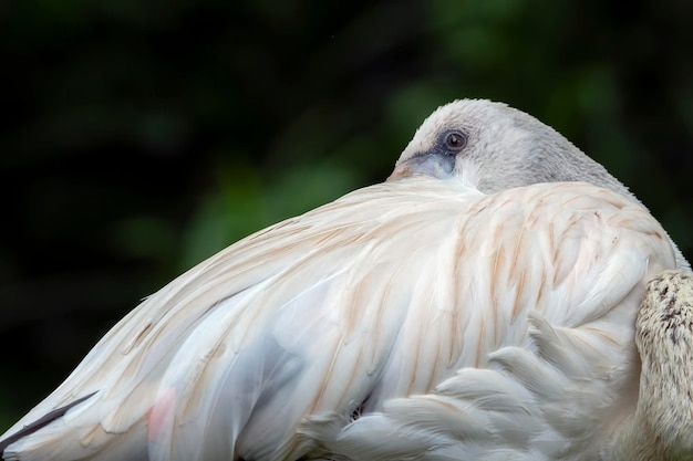 foto's van slapende flamingovogel