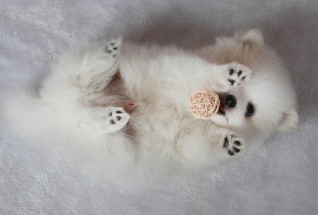 foto's van witte spitz puppy