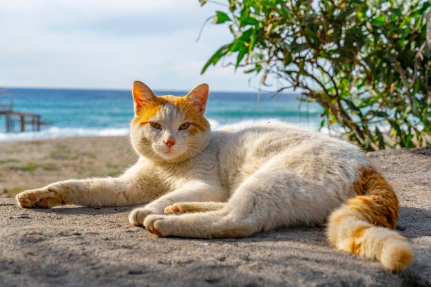 foto's voor achtergrond op het strand