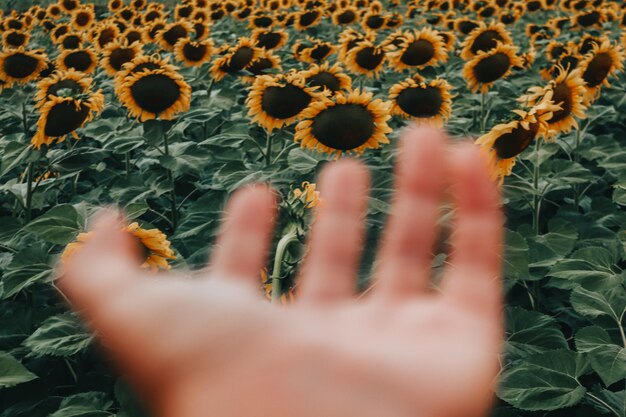 Foto's zijn het laatste wat overblijft van de dag als de herinneringen vervagen zonnebloemvelden