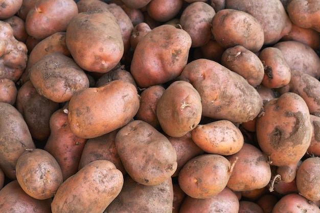 Foto van aardappelen op een stapel kopieer ruimte bovenaanzicht