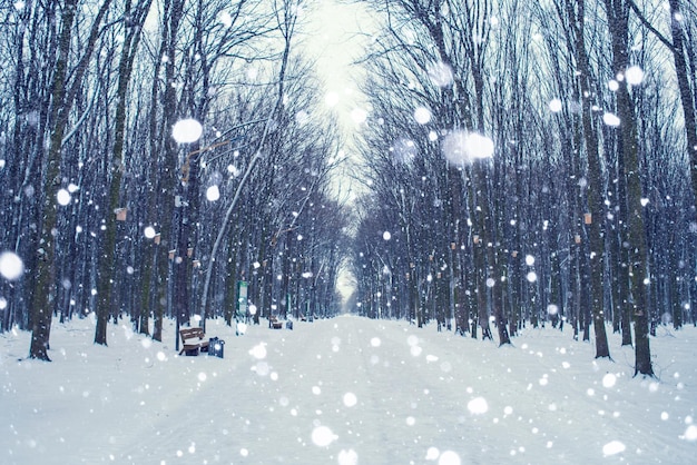 Foto van besneeuwde weg in het park in de winter