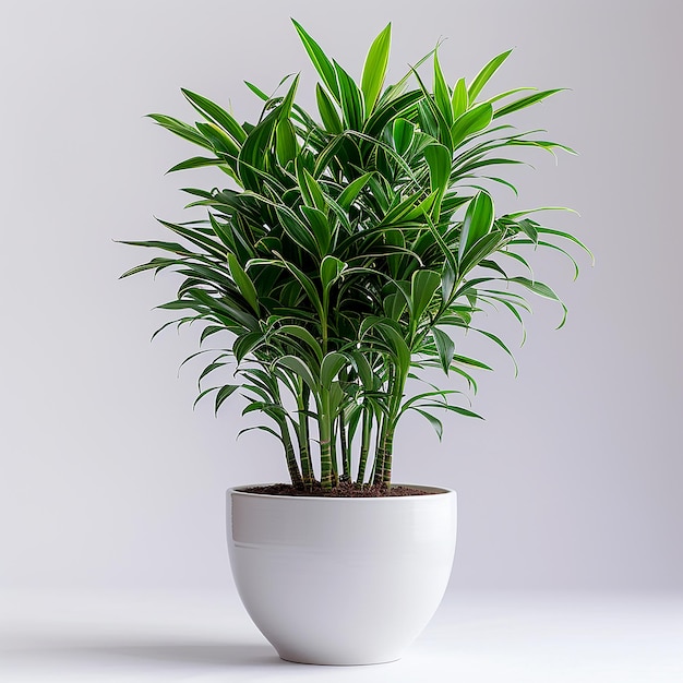 Foto van binnenplanten Dracaena spp. in een witte pot op een geïsoleerde witte achtergrond