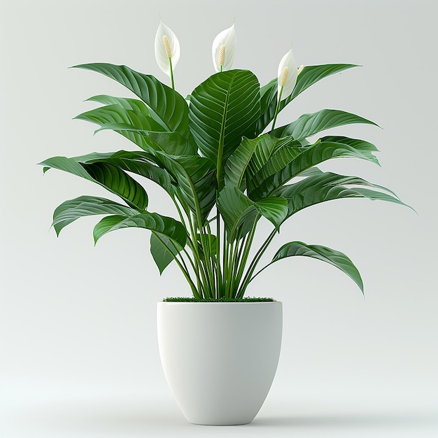 Foto van binnenplanten Peace Lily Spathiphyllum in een witte pot op een geïsoleerde witte achtergrond