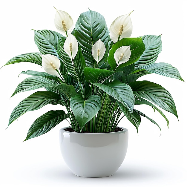 Foto van binnenplanten Peace Lily Spathiphyllum in een witte pot op een geïsoleerde witte achtergrond