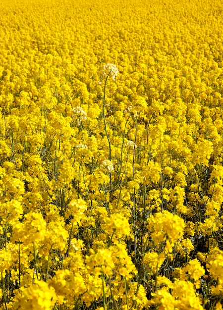 Foto van bloeiende koolzaad met gele bloemen.