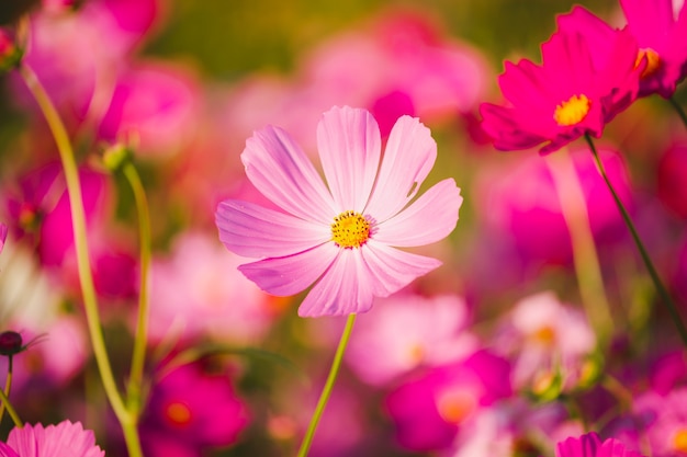 Foto van bloemen in de tuin bij zonsondergang