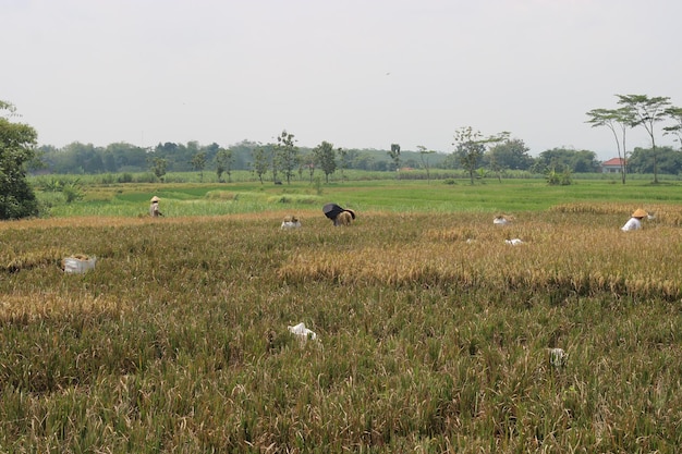 Foto van boerenactiviteiten op het land