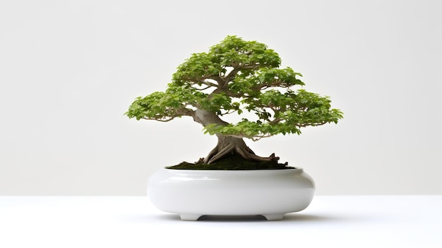 Foto van bonsai in minimalistische pot als kamerplant voor woondecoratie