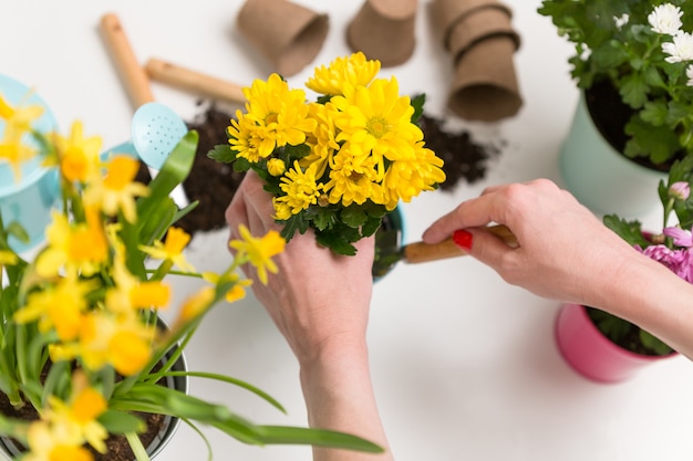 Foto van bovenaf van persoonstransplantatie van chrysant