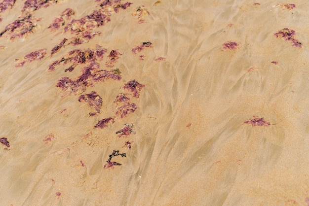 Foto van bruine algen in het zand na eb