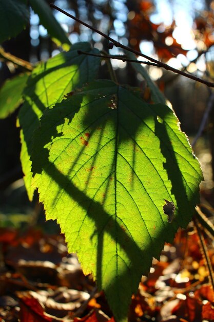 foto van buitenrecreatie in het bos