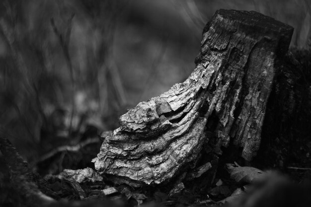 foto van buitenrecreatie in het bos