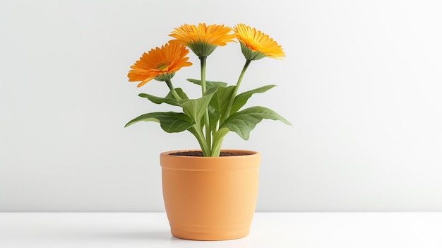 Foto van Calendula-bloem in pot die op witte achtergrond wordt geïsoleerd