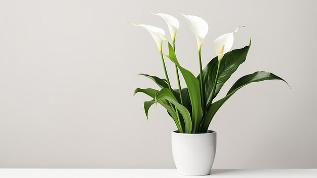 Foto foto van calla lily bloem in pot geïsoleerd op een witte achtergrond