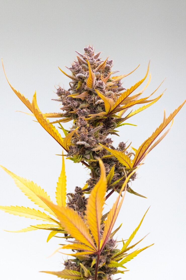 Foto van cannabis, indica of sativa, gebruik voor medisch en gezond, nuttig voor migraine en depressie