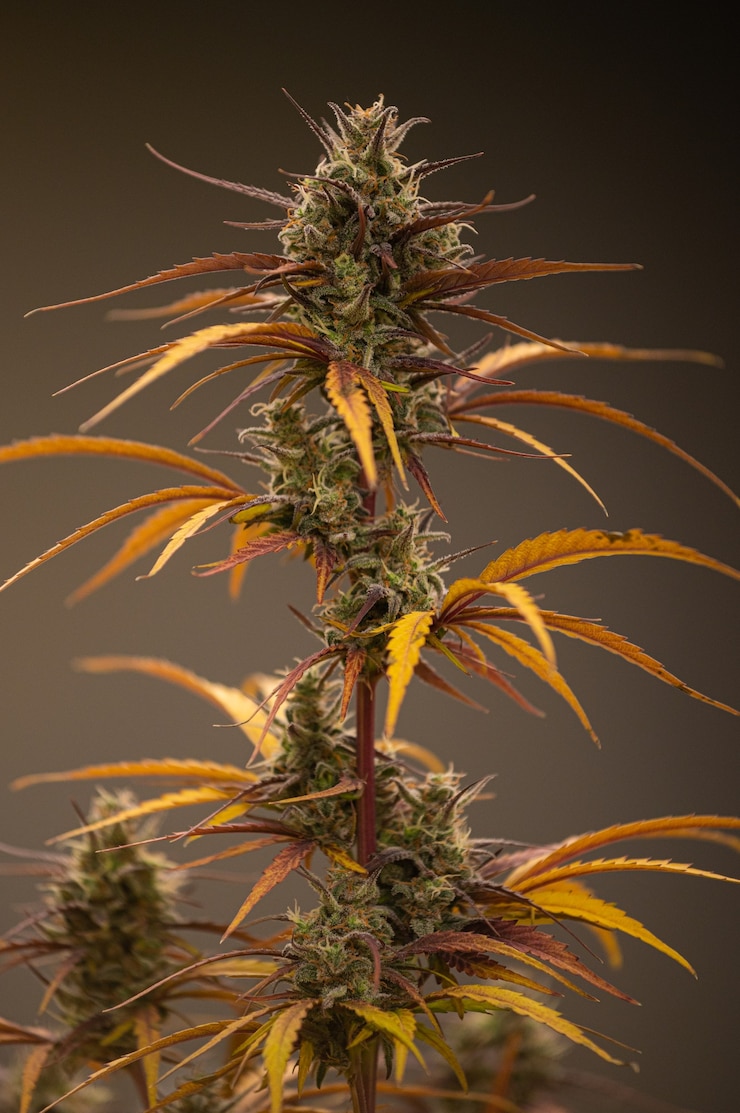Foto van cannabis, indica of sativa, gebruik voor medisch en gezond, nuttig voor migraine en depressie