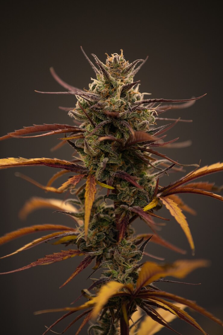 Foto van cannabis, indica of sativa, gebruik voor medisch en gezond, nuttig voor migraine en depressie