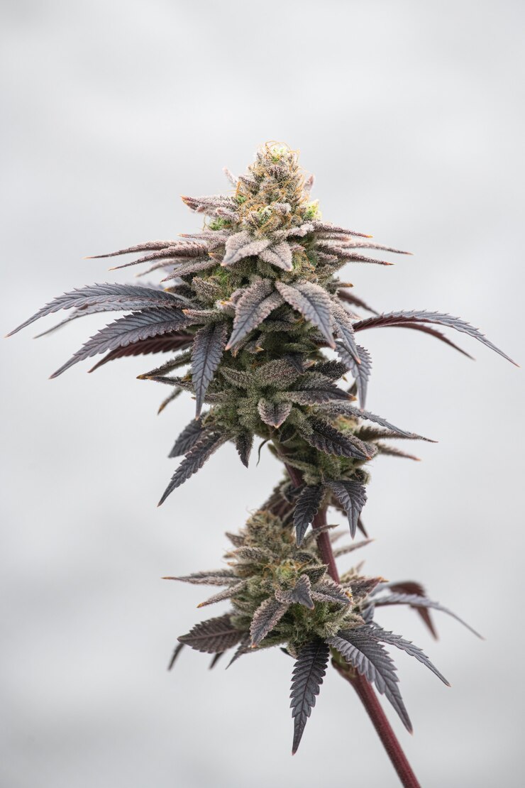 Foto van cannabis, indica of sativa, gebruik voor medisch en gezond, nuttig voor migraine en depressie