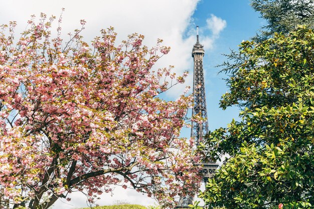 Foto van de bloeiende sakura-boom en de Eiffeltoren op de achtergrond Blauwe lucht Bloesem van de kersenboom
