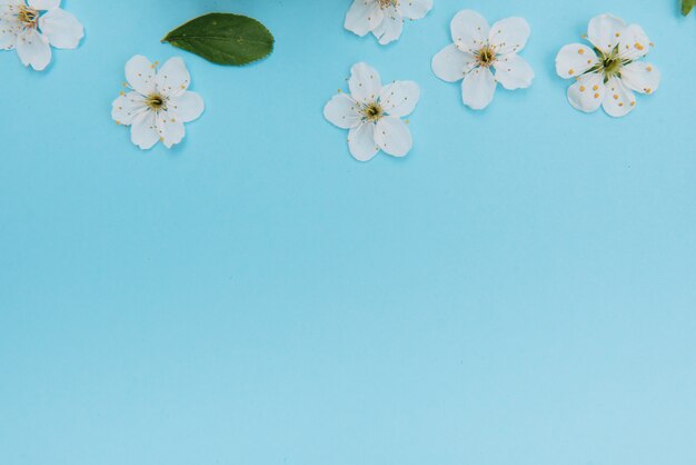 Foto van de bloesem boom van de de lente witte kersen op blauwe oppervlakte