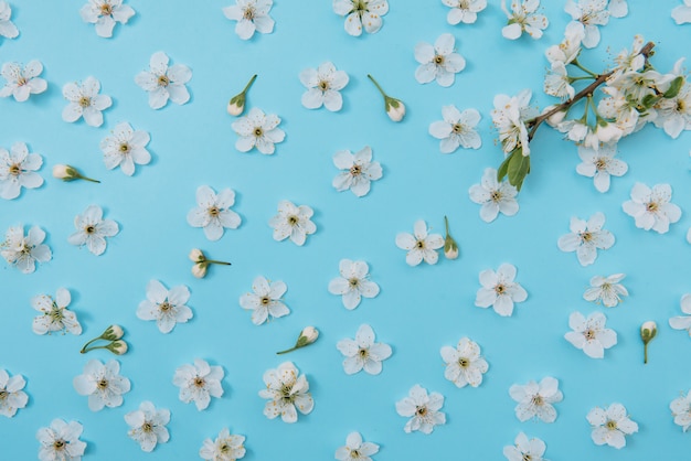 Foto van de bloesem boom van de de lente witte kersen op blauwe oppervlakte