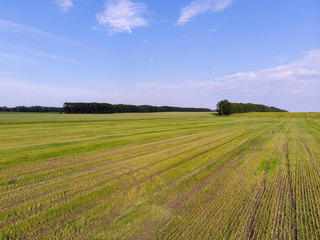 Foto van de helikopter. Een pittoresk groen gemaaid veld in verschillende rijen op een zomerboerderij op een zonnige dag. In de verte zijn er veel bomen en een helderblauwe lucht. Landbouwgrond.