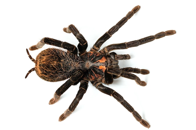 Foto van de tarantula spin xenesthis immanis close-up op een witte achtergrond.