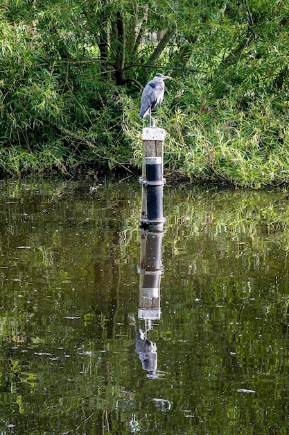 Foto foto van de vogelbostuin